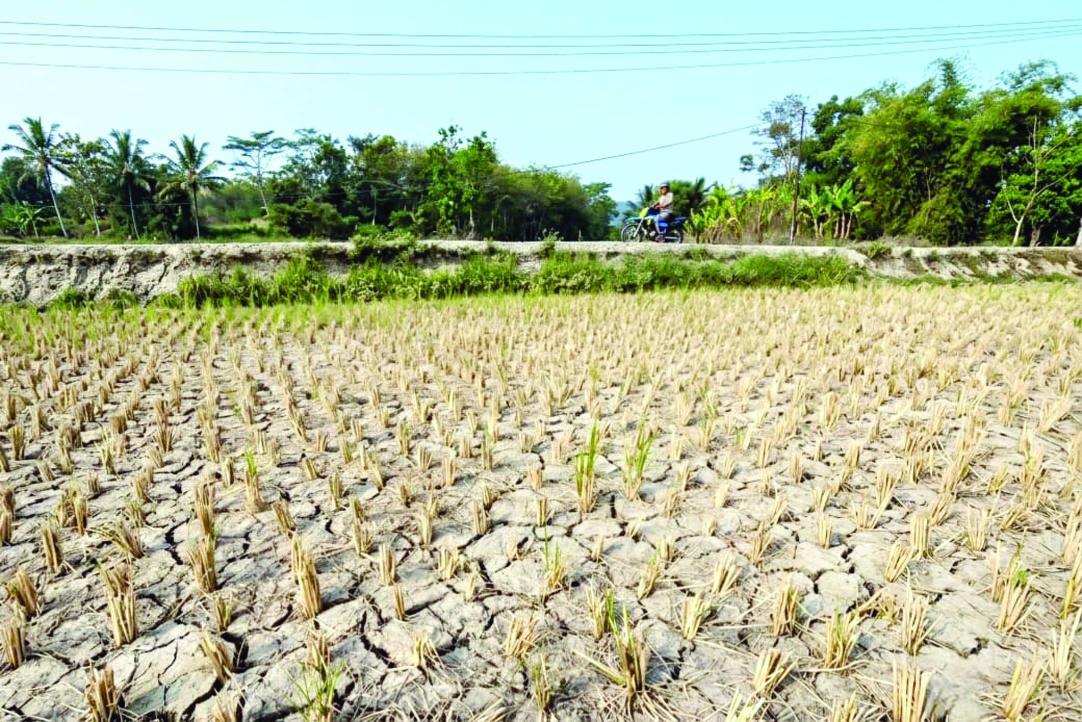 Kekurangan Air, Petani Banten Tunda Tanam Padi